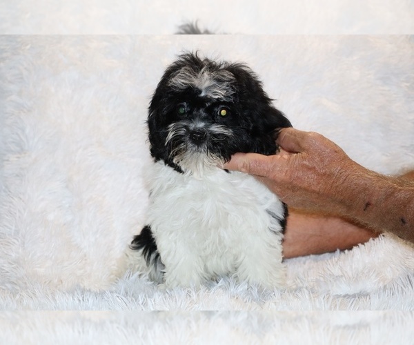 Medium Photo #25 ShihPoo Puppy For Sale in DYERSBURG, TN, USA