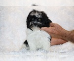 Small #24 ShihPoo