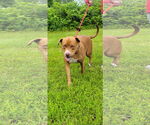 Small #11 American Pit Bull Terrier