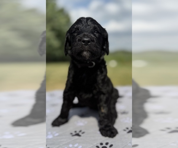 Medium Photo #3 Goldendoodle Puppy For Sale in HOWARD CITY, MI, USA