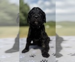 Small Photo #14 Goldendoodle Puppy For Sale in HOWARD CITY, MI, USA