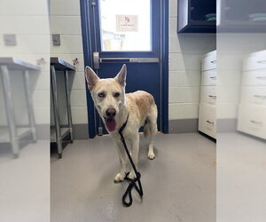 Siberian Husky-Unknown Mix Dogs for adoption in Corpus Christi, TX, USA