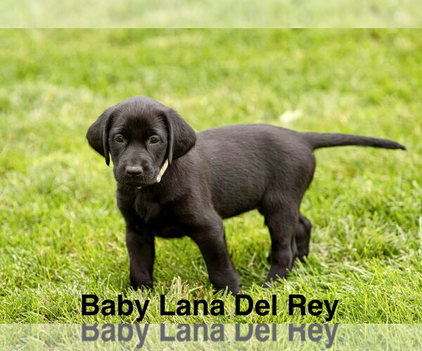 Medium Photo #1 Labrador Retriever-Unknown Mix Puppy For Sale in Sandy, UT, USA