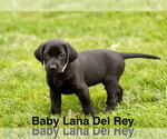 Baby Lana Del Rey - Female Labrador Retriever-Unknown Mix Dog for Adoption - Small photo