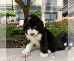 Small Photo #8 Bernedoodle Puppy For Sale in HOUSTON, TX, USA