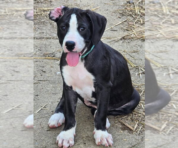 Medium Photo #6 American Staffordshire Terrier-Great Dane Mix Puppy For Sale in Germantown, OH, USA