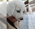 Puppy Brown Collar Great Pyrenees