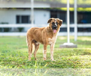 Baron - Male Australian Shepherd Dog for Adoption - Photo #3