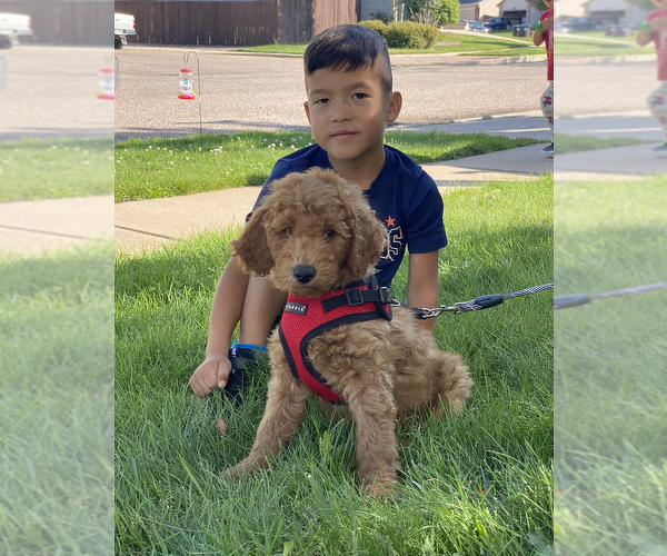 Medium Photo #8 Goldendoodle Puppy For Sale in COLORADO SPRINGS, CO, USA