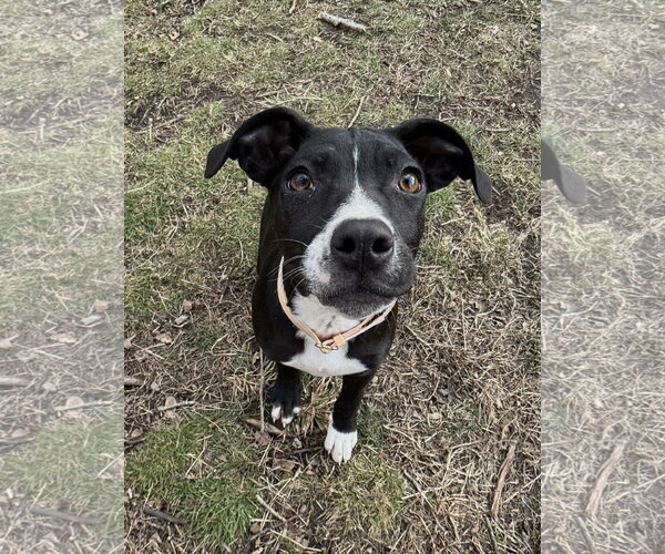 Medium Photo #4 Boston Huahua Puppy For Sale in Wakefield, RI, USA