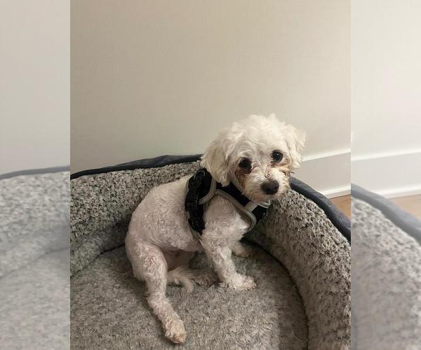 Medium Photo #3 Maltese-Unknown Mix Puppy For Sale in Andover, MN, USA