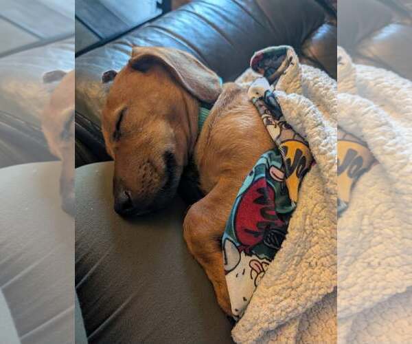 Medium Photo #2 Dachshund-Doberman Pinscher Mix Puppy For Sale in Buffalo, MN, USA