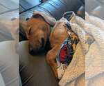 Small #1 Dachshund-Doberman Pinscher Mix