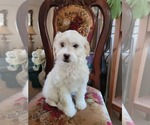 Small #1 Lhasa Apso