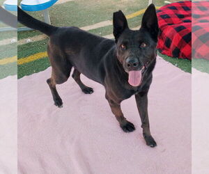 Lindsey - - Female Labrador Retriever Dog for Adoption - Photo #3