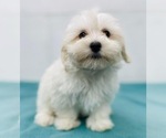 Small Photo #1 Maltipoo (Miniature) Puppy For Sale in CINCINNATI, OH, USA