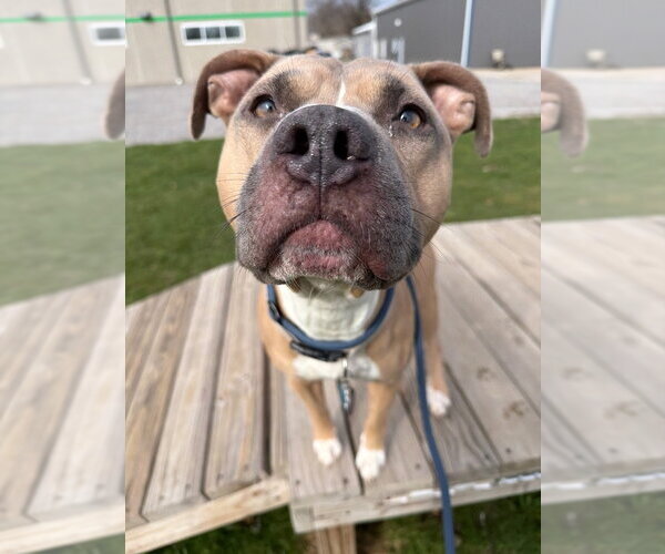 Medium Photo #3 American Staffordshire Terrier-Unknown Mix Puppy For Sale in Pierceton , IN, USA