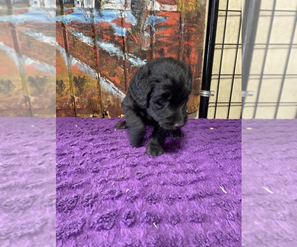 Medium Photo #9 Labradoodle Puppy For Sale in CRAIG, NE, USA