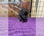 Small Photo #9 Labradoodle Puppy For Sale in CRAIG, NE, USA