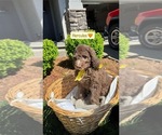 Small #4 Goldendoodle