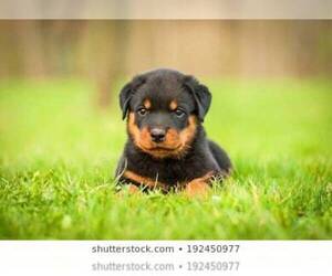 Rottweiler Puppy for sale in BRIDGEPORT, CT, USA