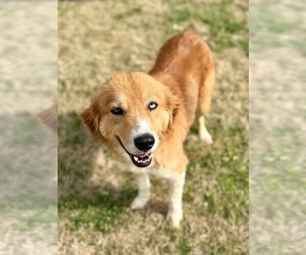 Medium Photo #1 Great Pyrenees-Retriever  Mix Puppy For Sale in Lawrenceville, NJ, USA