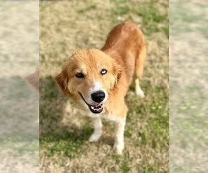 Great Pyrenees-Retriever  Mix Dogs for adoption in Lawrenceville, NJ, USA