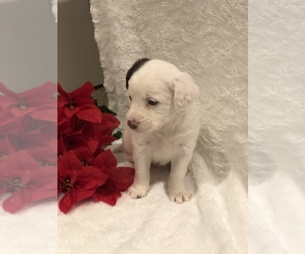 Medium Photo #8 Poodle (Miniature)-Unknown Mix Puppy For Sale in WOODBURY, TN, USA