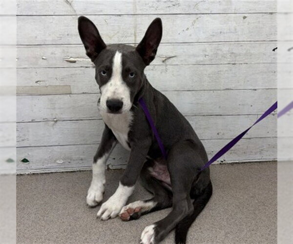 Medium Photo #1 Siberian Husky-Unknown Mix Puppy For Sale in San Bernardino, CA, USA