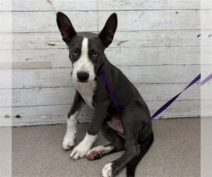 Siberian Husky-Unknown Mix Dogs for adoption in San Bernardino, CA, USA