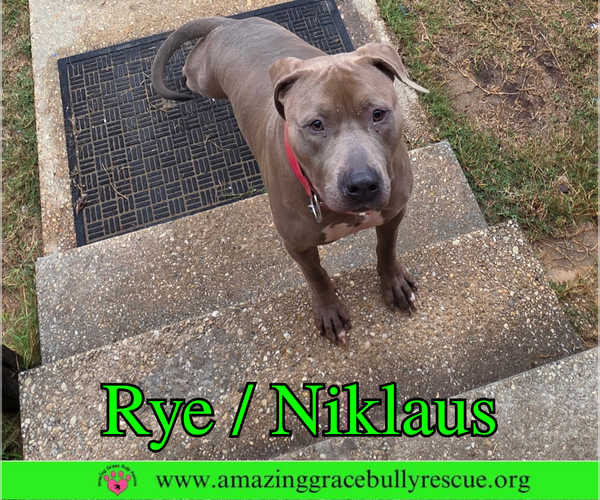 Medium Photo #4 Labrador Retriever-Unknown Mix Puppy For Sale in Milton, FL, USA