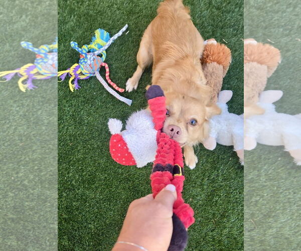 Medium Photo #8 Chihuahua-Spaniel Mix Puppy For Sale in Milwaukie, OR, USA