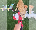 Small #7 Chihuahua-Spaniel Mix