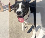 Small #2 Mutt