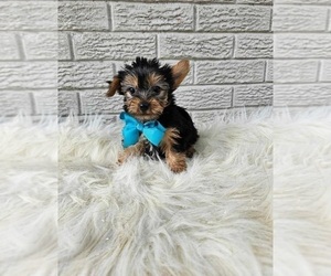 Yorkshire Terrier Puppy for sale in INDIANAPOLIS, IN, USA