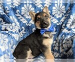 Small Photo #5 German Shepherd Dog Puppy For Sale in NORTH EAST, MD, USA