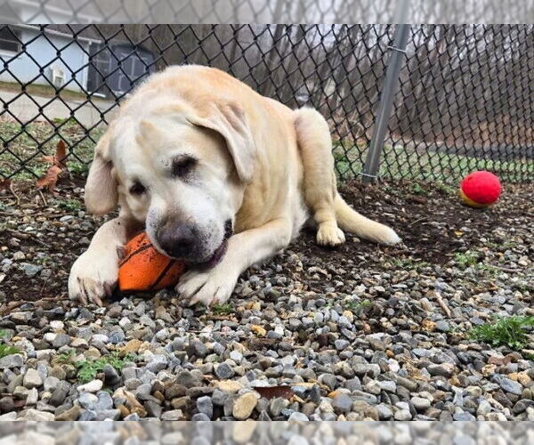 Medium Photo #8 Mastador Puppy For Sale in Caldwell, NJ, USA