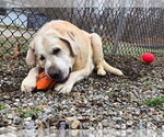 Small #7 Mastador