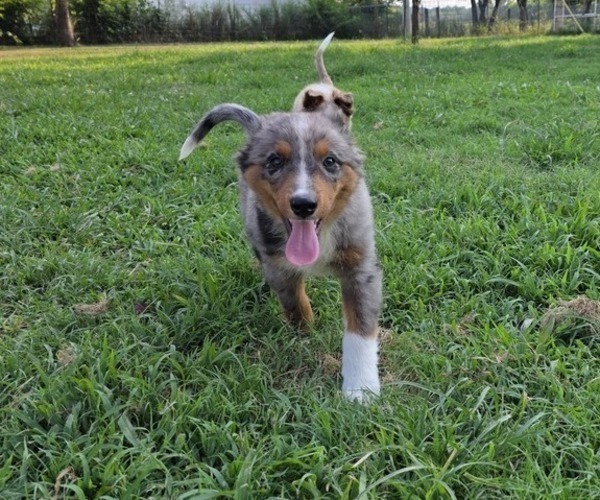 Medium Photo #5 Miniature Australian Shepherd Puppy For Sale in EVERTON, MO, USA