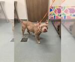 Small Mutt