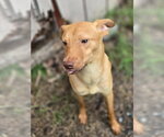 Small #2 Carolina Dog Mix