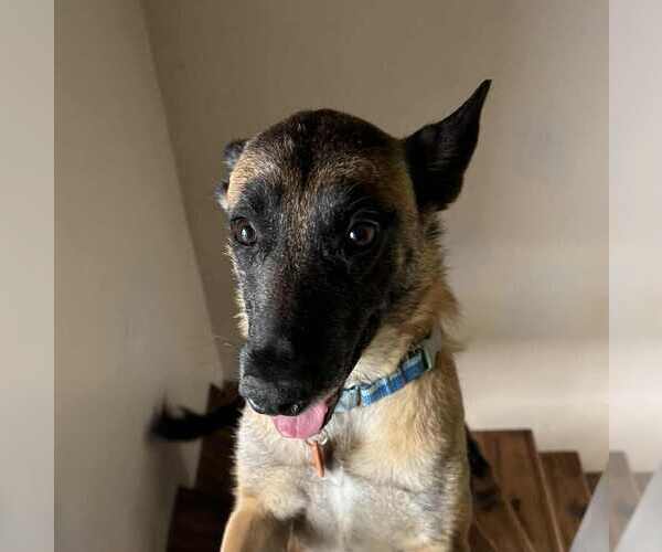 Medium Photo #4 Mutt Puppy For Sale in Imlay City, MI, USA