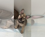 Puppy Puppy 3 French Bulldog