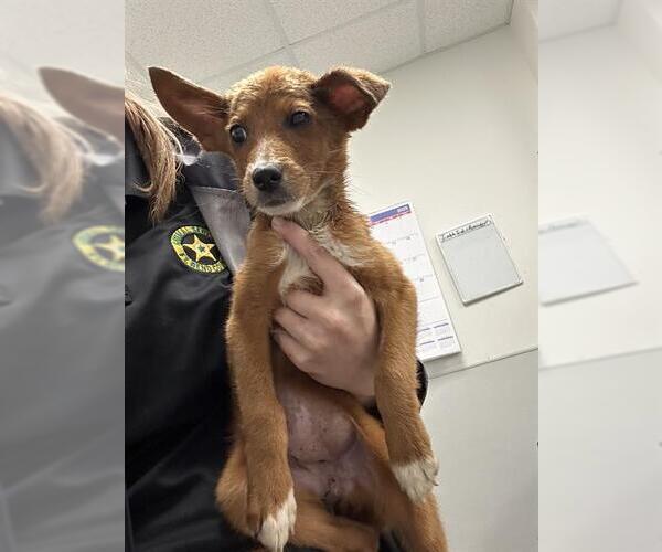 Medium Photo #1 Chihuahua-Unknown Mix Puppy For Sale in Rosenberg, TX, USA