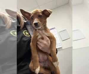 Chihuahua-Unknown Mix Dogs for adoption in Rosenberg, TX, USA
