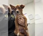 Small Chihuahua Mix