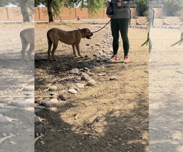Medium Photo #2 Mastiff Puppy For Sale in Goodyear, AZ, USA