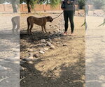 Small #1 Mastiff