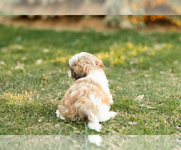 Medium Photo #6 Shih Tzu Puppy For Sale in WARSAW, IN, USA