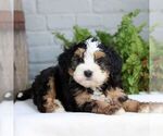 Small Bernedoodle (Miniature)